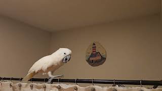 Cockatoo Dramatic Conversation 🙄 [upl. by Felty]