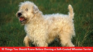 10 Things You Should Know Before Owning a SoftCoated Wheaten Terrier [upl. by Aramac]