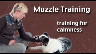 Teach your dog to wear a muzzle [upl. by Rudich]