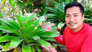 BROMELIAD PLANT CARE  bromeliad care tips  giant bromeliad  house plants [upl. by Yor]