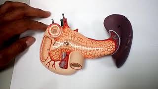 📹 Pancreas amp Doudenum amp Spleen 💡 [upl. by Ahsinrat]