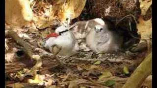 Redbilled Tropicbird Phaeton aethereusDAscanio [upl. by Warrenne]