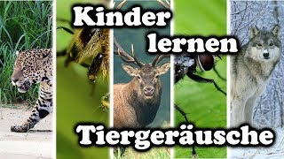 Kinder lernen Tiergeräusche  Tiernamen raten und nachmachen [upl. by Willy]