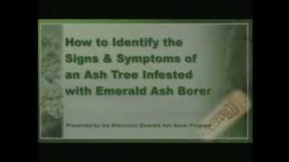 Recognize an Emerald Ash Borer Attack [upl. by Delacourt]