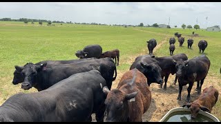 Fun TimesMy Bull Dinero Jumps the Fence [upl. by Norris]