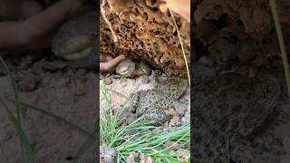 Survival Skills SIMPLE and USEFUL Dig big ground meet frogs bushcraft camping outdoors useful [upl. by Edsel]