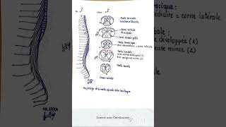 Morphologie de la moelle spinale selon les étages et les nerfs spinaux [upl. by Nylatsyrc]