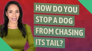 How do you stop a dog from chasing its tail [upl. by Yona]