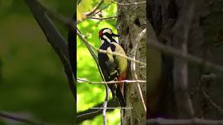 IvoryBilled Woodpecker [upl. by Ynnek235]