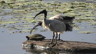 Australian White Ibis amp Shortnecked Turtle 5 [upl. by Haidabez172]