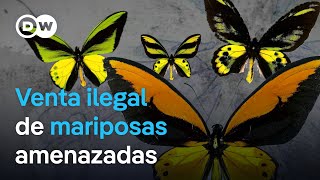 Las mariposas y el comercio de especies amenazadas  DW Documental [upl. by Koenig232]