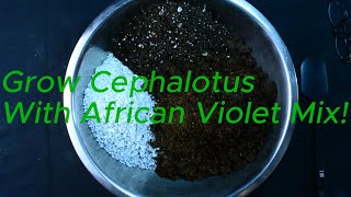 How to Prepare the Perfect Cephalotus Potting Mix with Organic African Violet Mix [upl. by Kowal]