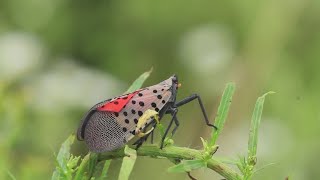 Spotted lanternfly invasion Insect now living in at least 12 Ohio counties [upl. by Gnauq]