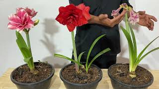 ¿Que Hacer con AMARILIS LIRIOS O AZUCENAS DESPUES DE LA FLORACIÓN Hippeastrum Amarylis [upl. by Ajnek549]