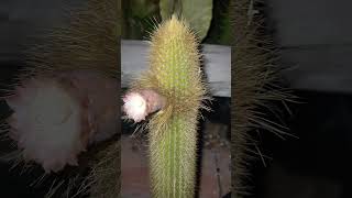 Pilosocereus chrysostele flower 😍🌵 [upl. by Laehpar]