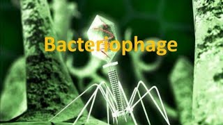 Bacteriophage microbiology biology bacteriophage mbbs dentistry dental micronotes exam [upl. by Lahpos56]