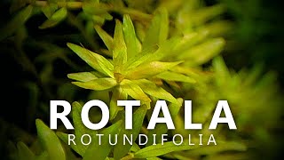 Rotala Rotundifolia [upl. by Sirovart]