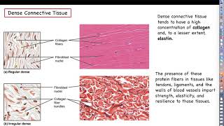 Human Physiology  Ch 4 Lecture Part 5  Connective Tissue [upl. by Nairod]