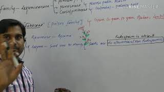 Fabaceae subfamily of Leguminocae plant family [upl. by Atikaj]