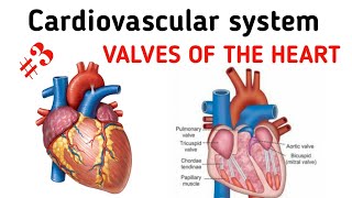 Cardiovascular System  Valves of the heart  தமிழ் [upl. by Alrahs]