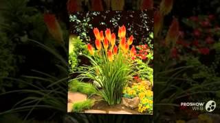 Kniphofia  garden plants [upl. by Nelleeus950]