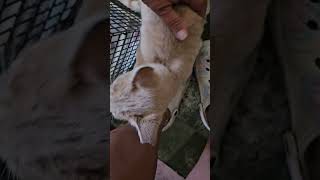 Video of adoptable pet named Simba [upl. by Llenad]