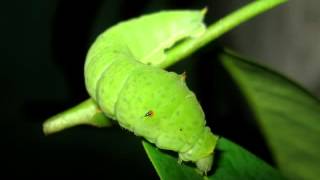 Butterflies life cycle  Tailed jay  Graphium agamemnon Srilanka tailedjay Graphium srilanka [upl. by Nirac]