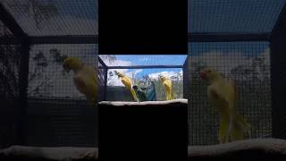 Alexandrine parakeet 🥰😍🥰 whistle voice parrot parrotlover parrottalking parrotwhistling reels [upl. by Ardnaeel244]