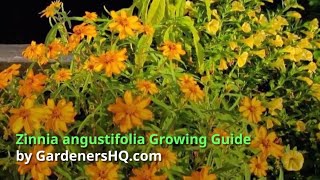 Zinnia angustifolia Growing Guide [upl. by Darcia]