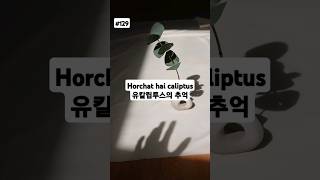 Horchat hai caliptus 유칼립투스의 추억 [upl. by Hamlani]