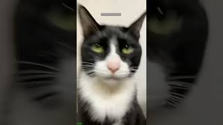 Funny Cats 2024 🥰 funny cats talking 🥰 FunnyCats 2335 [upl. by Atirhs]