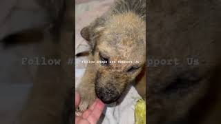 adoptie puppy  dierenwelzijn  handenpoot  ayancık  vakfi  love  care  support [upl. by Korenblat]