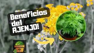 AJENJO  Usos y Propiedades  Plantas Medicinales [upl. by Laverne904]