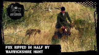 Fox ripped in half by the Warwickshire Hunt [upl. by Waldack85]