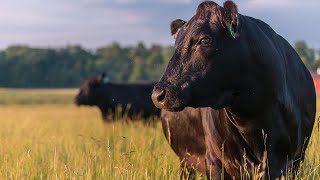 Japan The Wagyu Mecca  Joseph Decuis [upl. by Rangel]