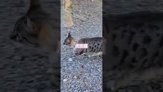 酒莊的動物都這麼親人的嘛？！ ねこのいる生活 cat cutecat pets pets 義大利旅遊 義大利 italy italian 酒莊 親人 [upl. by Rodrigo]