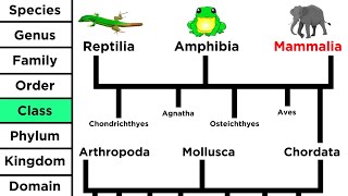 Phylogeny and the Tree of Life [upl. by Atteniuq]