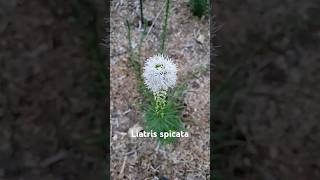 These Liatris Spicata are super fun and beautiful garden nativegarden [upl. by Katine]