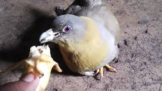 Feeding yellowfooted green pigeon Treron phoenicopterus [upl. by Eugenia]