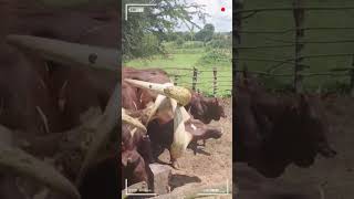 ⭕ANKOLE WATUSI CATTLE ✅ Biggest Bulls And Cow cows bulls ankole [upl. by Ahseet]