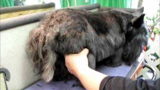 Dematting a Scottie [upl. by Peugia]