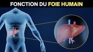 Fonction du foie humain  Anatomie et physiologie du foie [upl. by Ainegue]