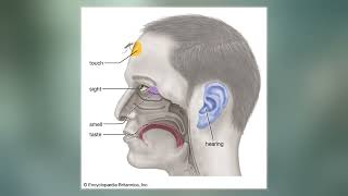 Vomeronasal Organ [upl. by Kester]