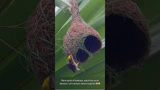 Natures Ingenious Architects🌿🏗️ 🏡🕊️ weavers nature birdnest [upl. by Delano]