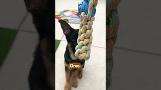 Oreo tired of playing fetch game 😂 shorts dog germanshepherd [upl. by Cann]