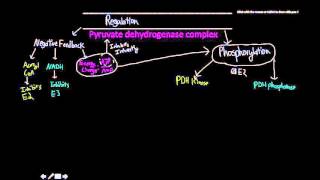 pyruvate dehydrogenase complex regulation [upl. by Aihsad]