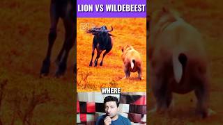 Lion vs Wildebeest Fight  Wildanimal  Shorts Vedio [upl. by Orpha881]