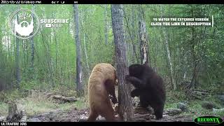 Craziest Bear Fight Ever Caught On Trail Cam  HUMANIMAL [upl. by Elohcim435]