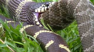 King Snake Eating A Rattlesnake Pt 1 [upl. by Kelly663]