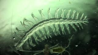 Annelida Tomopteris helgolandica a planktonic polychaete [upl. by Neelcaj504]